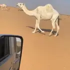 ضروبه