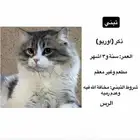 قط للتبني يطلب تزاوج