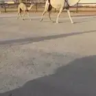 ناقه للبيع