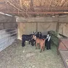 جفار وتيوس