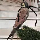 للبيع باشق يهد على الصيصان