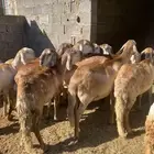 سواكن جنب قرايب صنف ثنايا ورباعيات واحده سدس