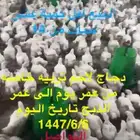 دجاج لاحم تربيه خاصه. 10 حبات ب140 مسلوخ جاهز