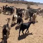 غنم معزا للبيع