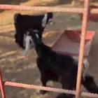 تيوس