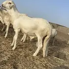 اعرض لكم طلي سواكني صنف الصنف
