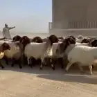 غنم نعيم مقاني طيبه للبيع