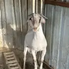 تيوس جذعان فل الفل عارضي مع جنوبي