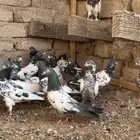 مجموعة حمام باكستاني