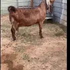 مطوره حاصب