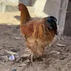 ديك براهما شرط من كل شي العمر فوق سته اشهر البيع اعلا سوم