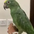 للبيع ببغاء امزون يلوكراون متكلم
