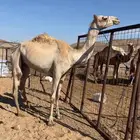 بكره هجن للبيع او البدل بغنم