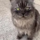 ذكر انغورا تركي للبيع