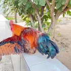 دجاج تركي