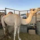 بكار 2 طيبات موقعهن تيماء
