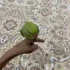 ببغاء دره اليف وله اصوات حلوه ومجنون ترويش(تم البيعع)