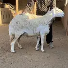 حريه حرشاء جرم فاخر ودافع