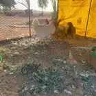 دجاج تركي جروم كبار