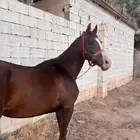 حصان جزيري شعبي