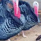 ديوك رومي يوجد ذبح