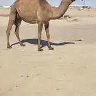 للبيع بكر ملاقي دبيانيه