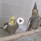 كروان زوج كروان منتج