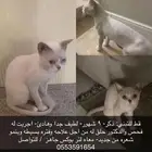 قط للتبني