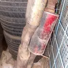 دبه امرأتيه تركب لأغلب المواتر