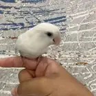 روز اليف و لوون جمييل