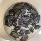 سلاحف برمائيه