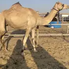 البيع القحه ثنو الطيبه