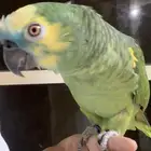 للبيع ببغاء امزون بلوفرنت جاكو اسطوره على اليد