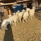 للبيع بهم تربيه