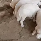 ثلاثه خرفان ورخل للبيع لأعلى سومه
