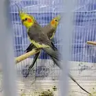 السلام عليكم جوز كروان