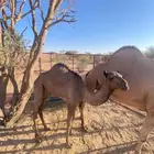 الطائف