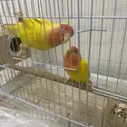 زوج روز