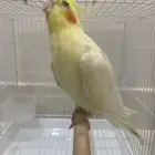 كروان ذكر لاتينو