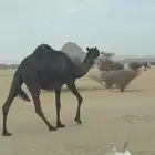 لقحه ببكرها مجهم طيبه