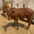 حسلان وعجول طيبه وكفو