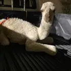 حوار ضيار