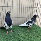 جوز رامبوري مستوى بطل