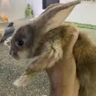 البيع الرانب 2زوج 30ريال