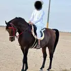 حصان واهو حفيد مروان الشقب