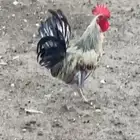 ديوك