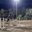 حصان شعبي قفز