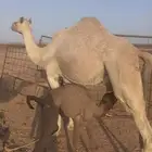 ناقه خلفه مجموعه وهديه شرط يوجد لها فديو تحلب