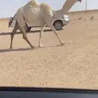 للبيع جذعه لقحه