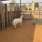 خروف مهجن